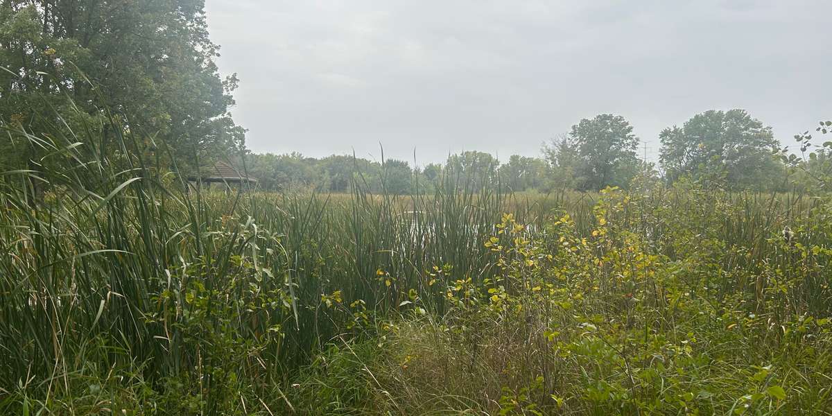 Springbrook Wetland