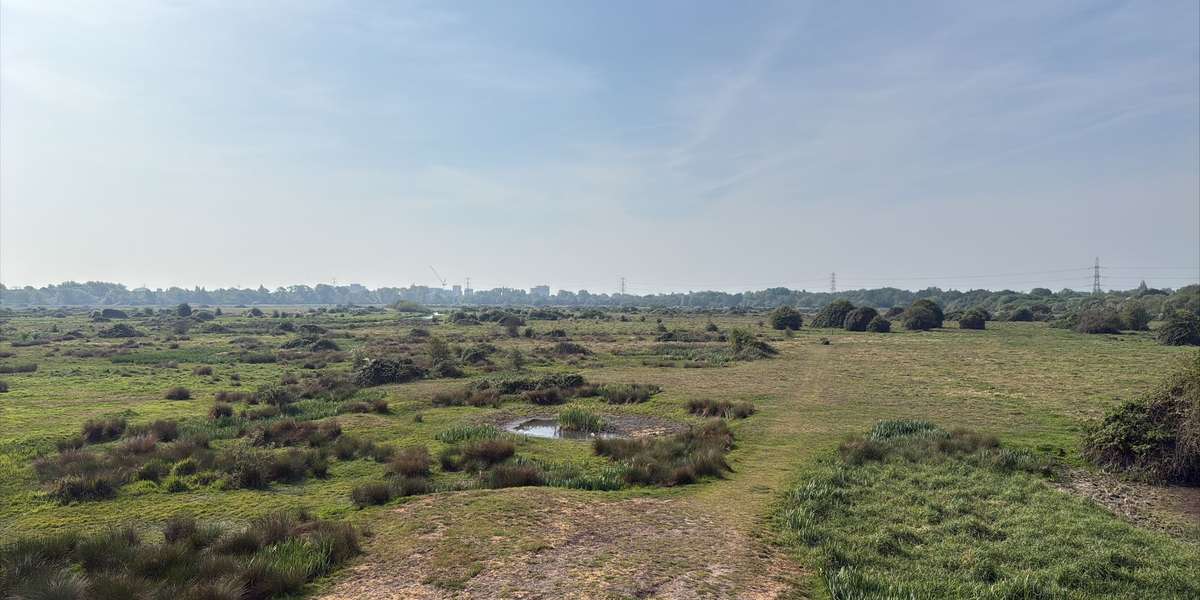 Staines Moor: Butts Mound