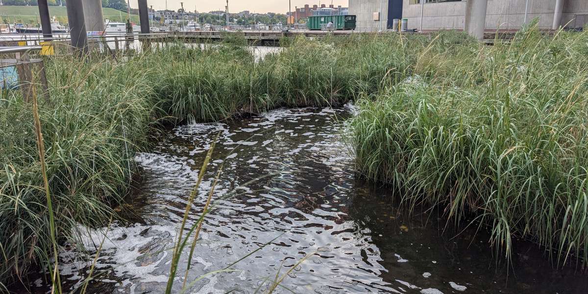 National Aquarium Harbor Wetland