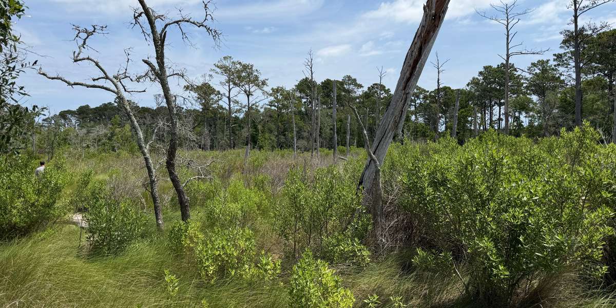 Carolina Beach State Park