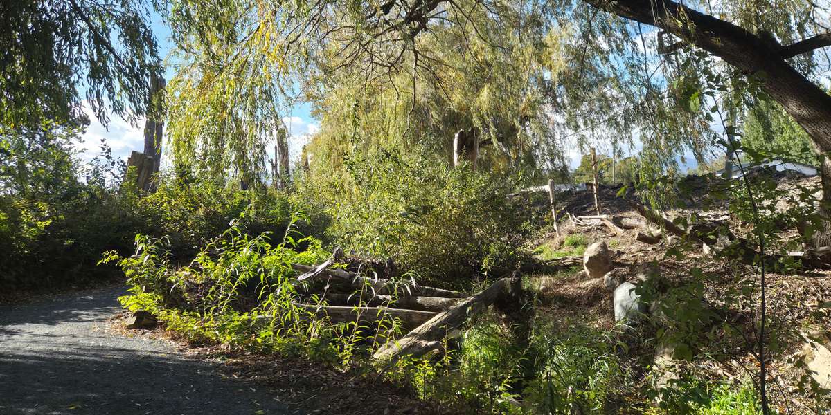 Ts'lhimexósem - Riparian Restoration 2