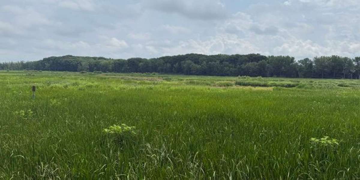 Mentor Marsh Overlook