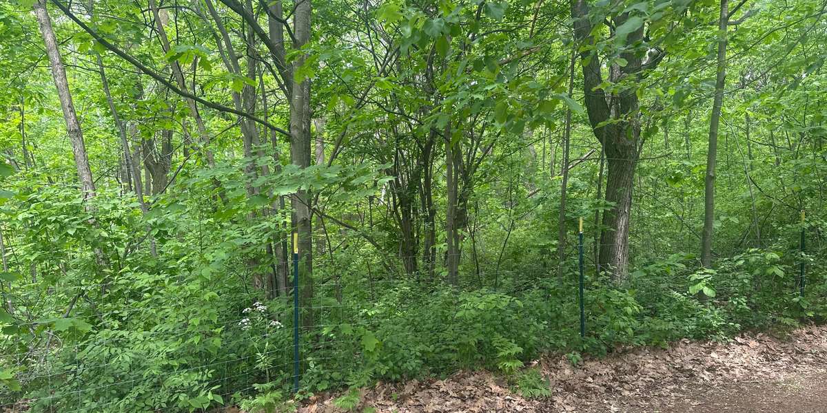PMR108-Entrée de la forêt du sommet