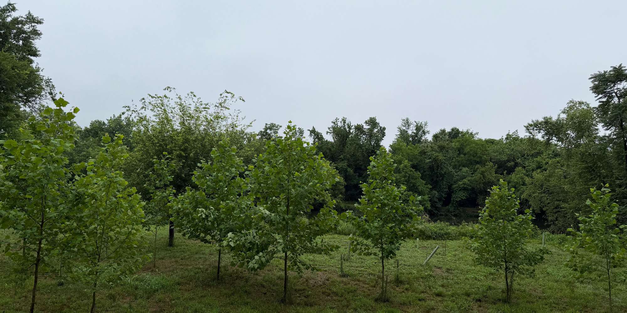 Second image to compare