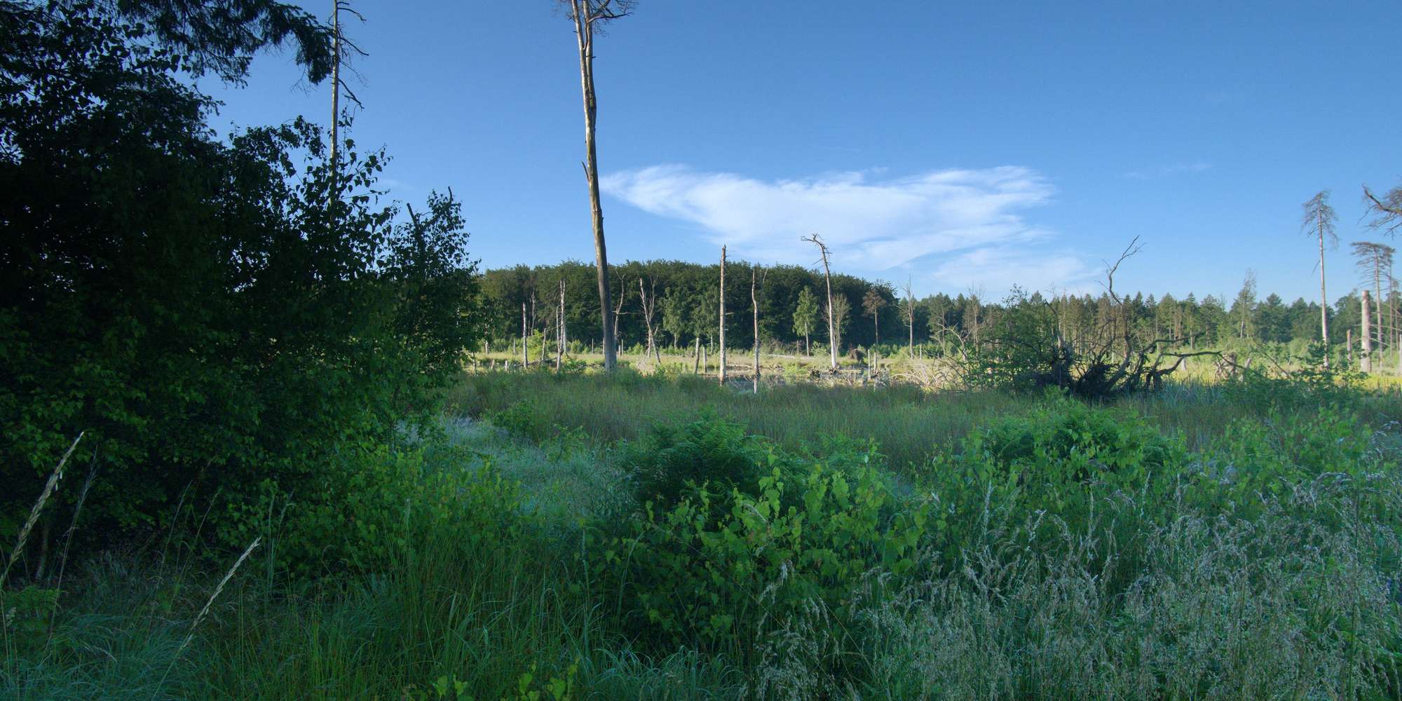 Second image to compare