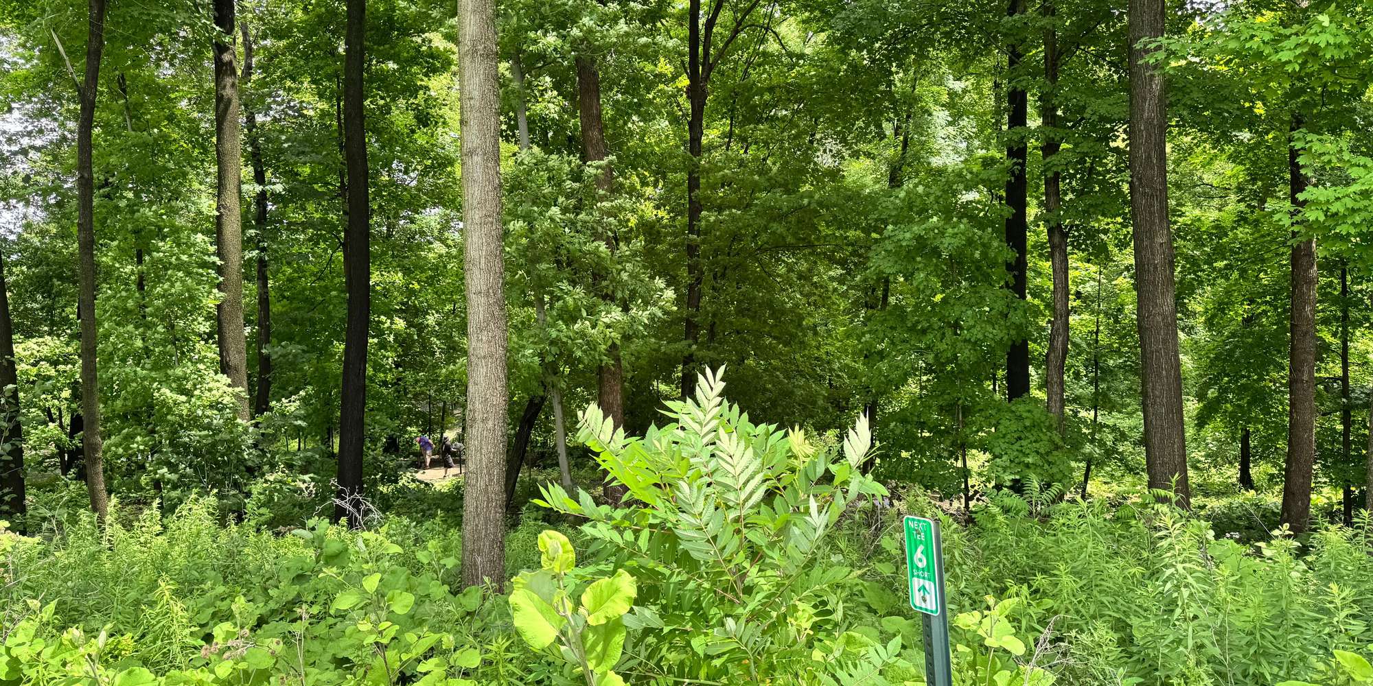 Second image to compare