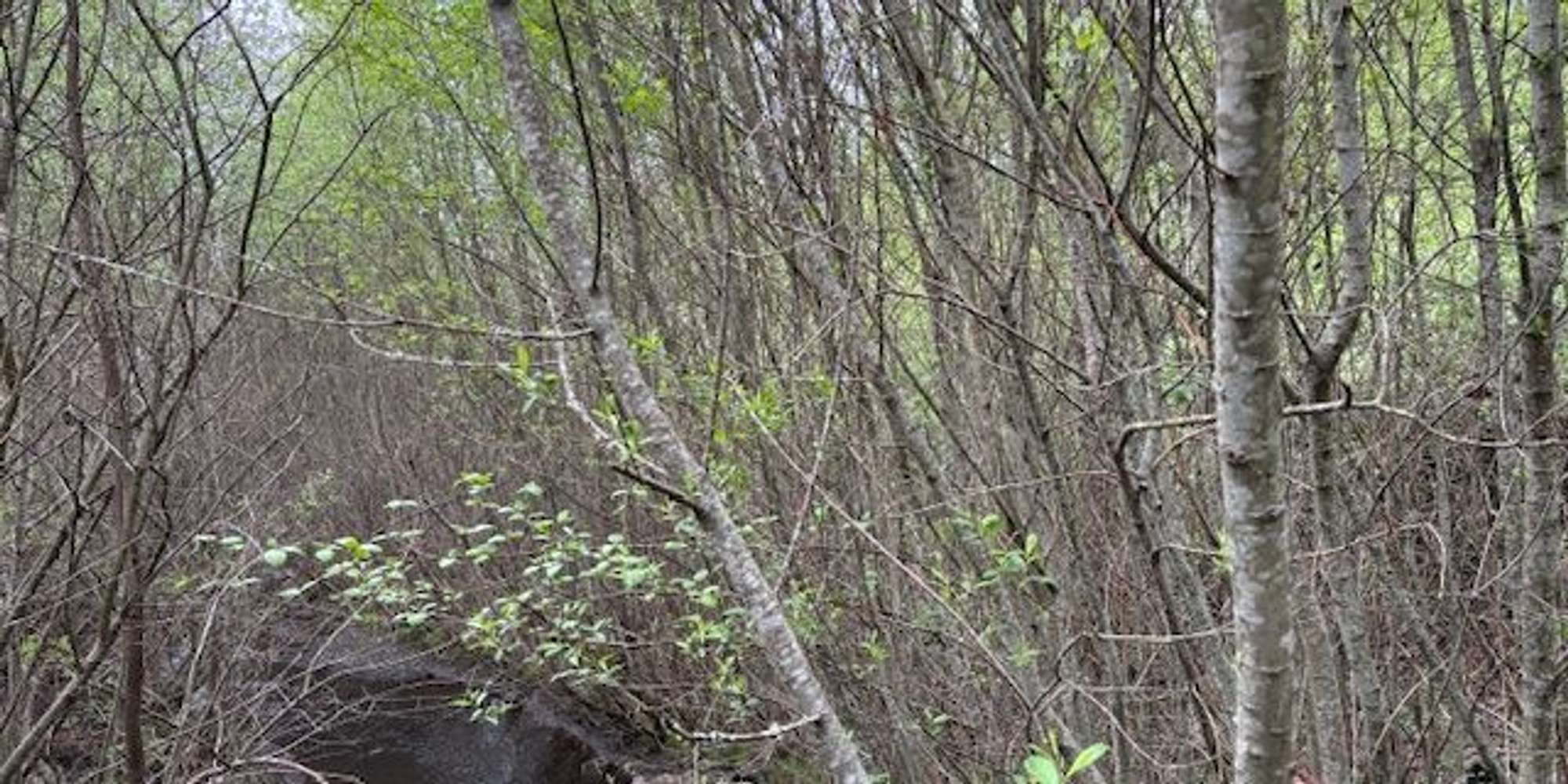 Second image to compare