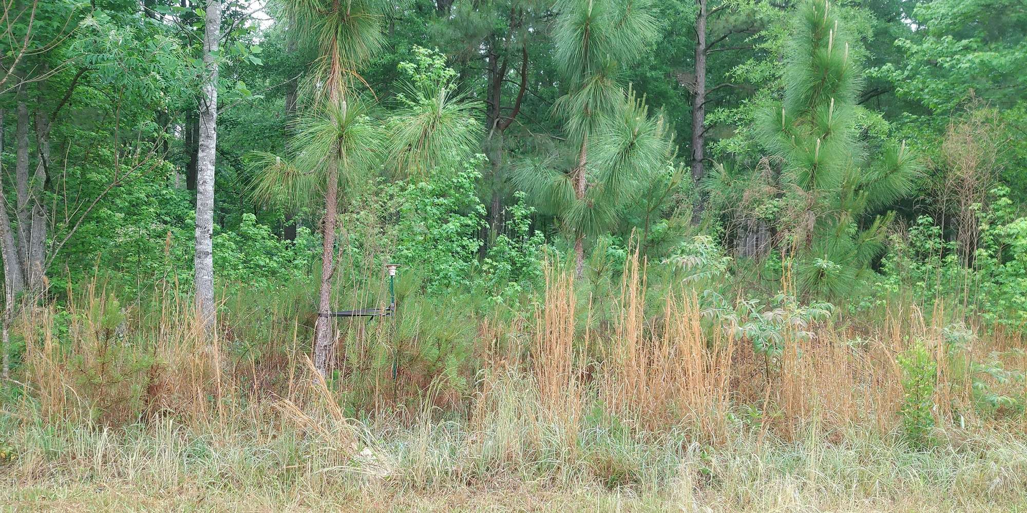 Second image to compare