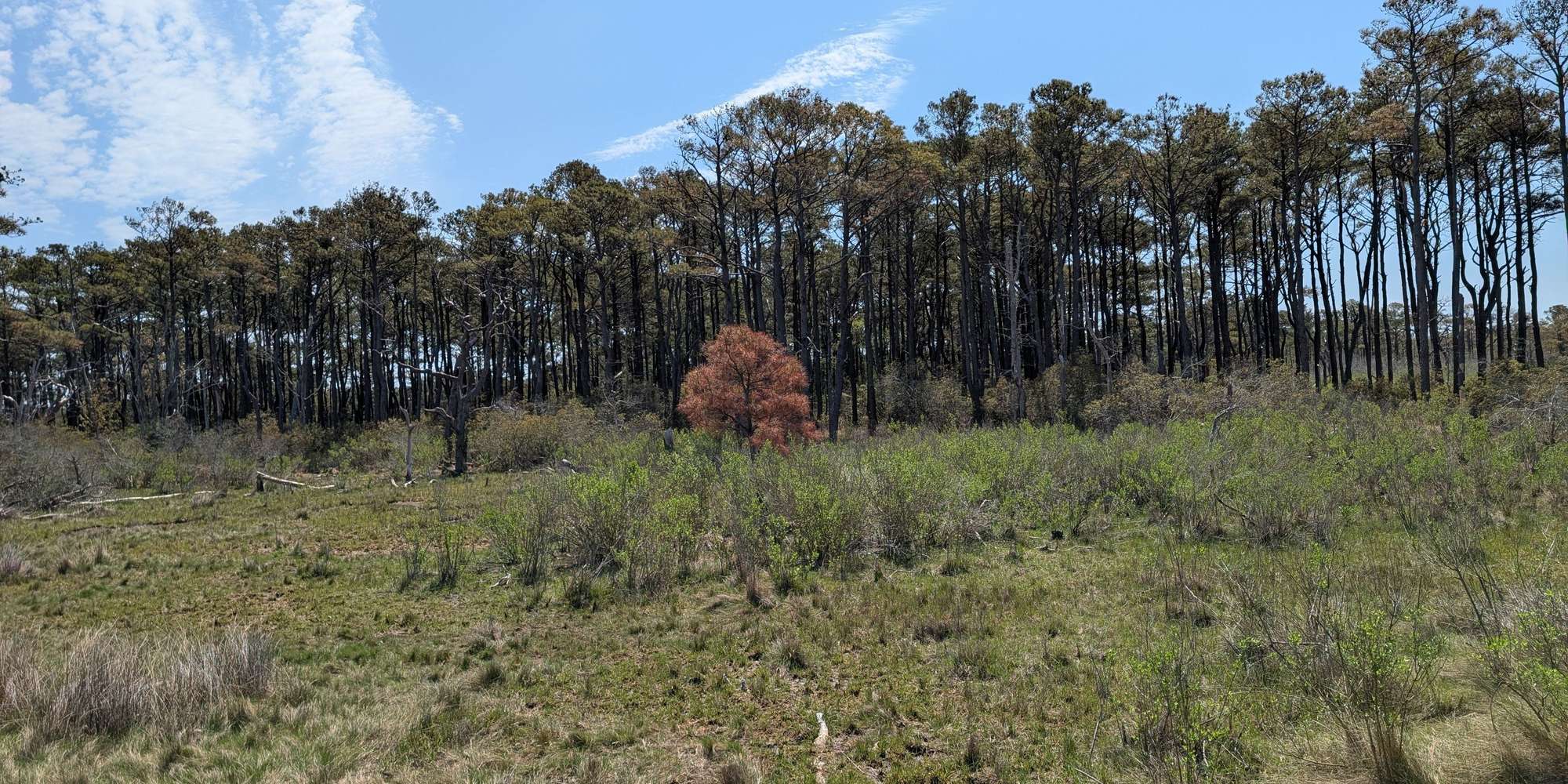 Second image to compare