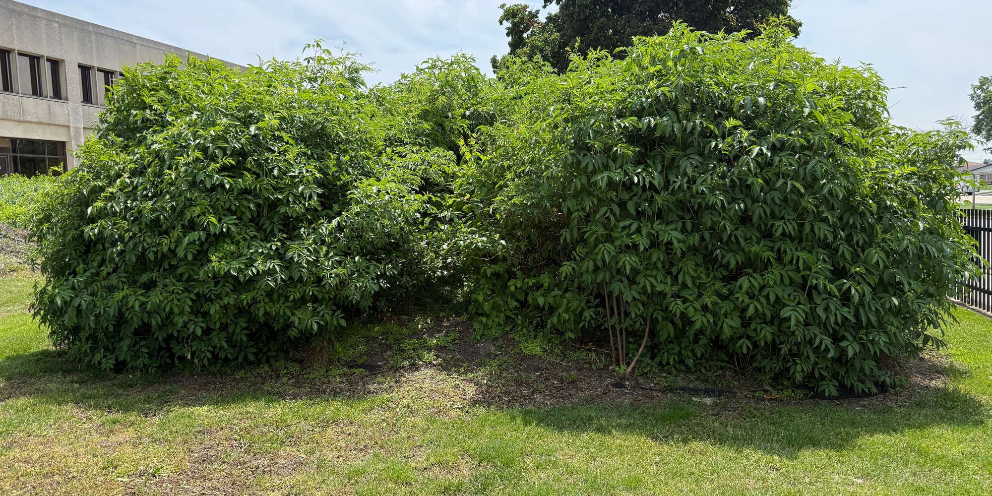 Second image to compare
