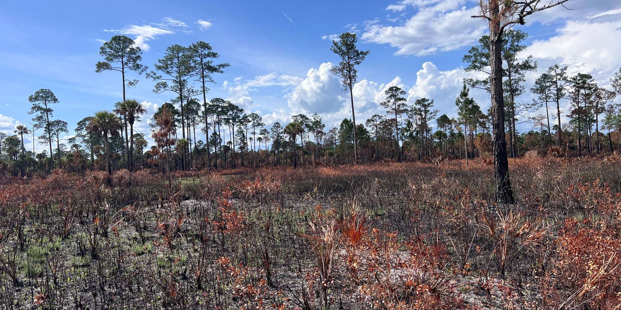 Second image to compare