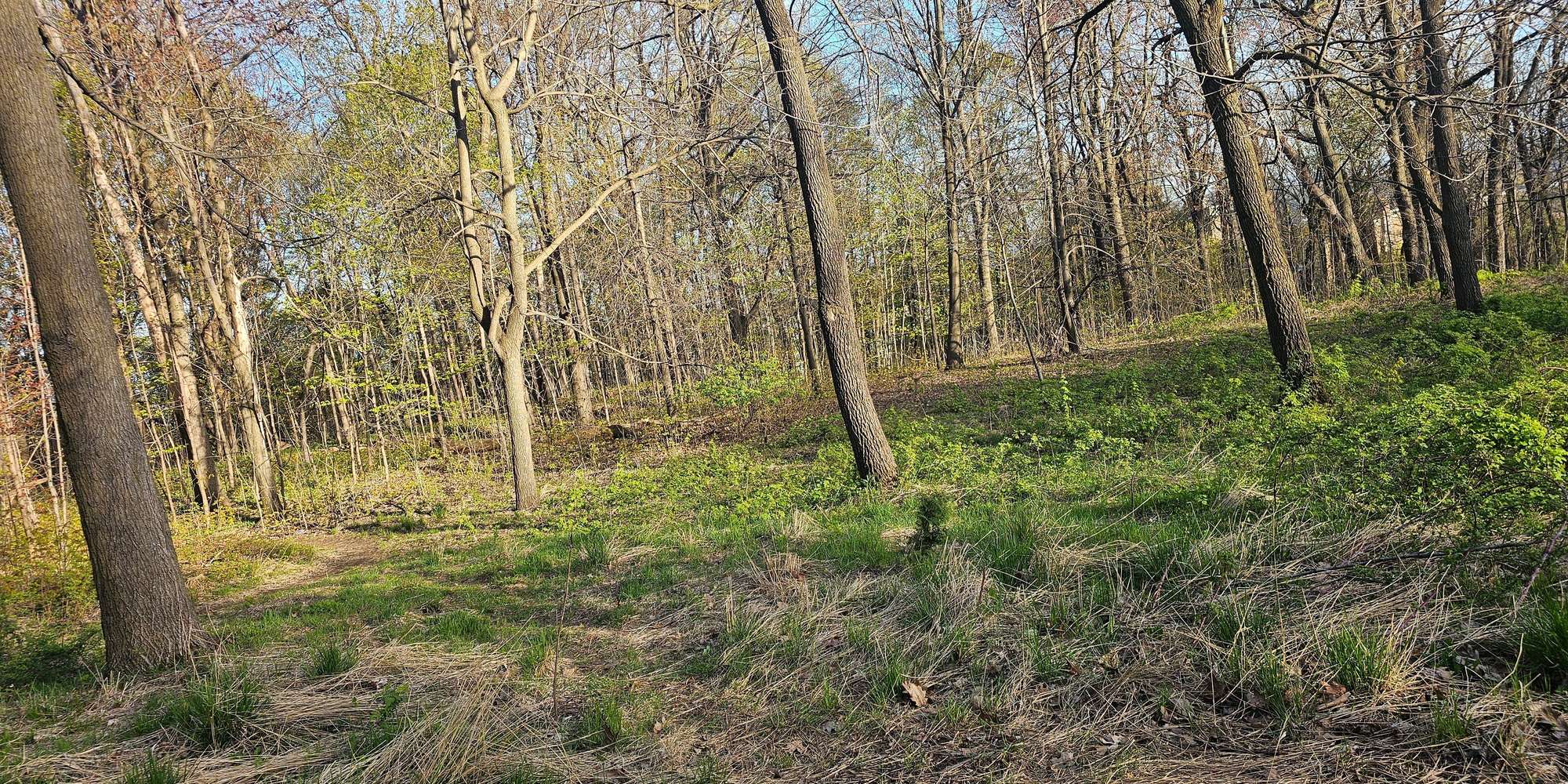 Second image to compare
