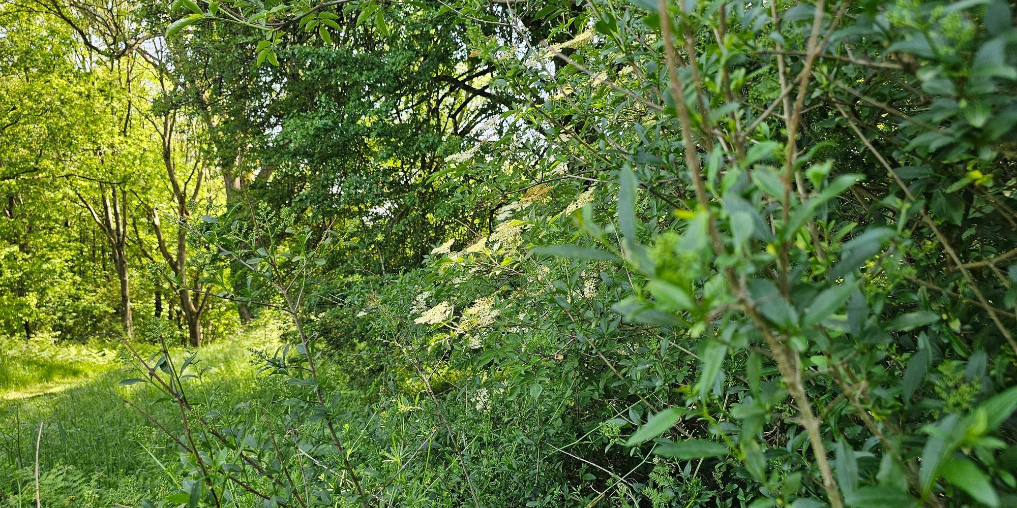 Second image to compare