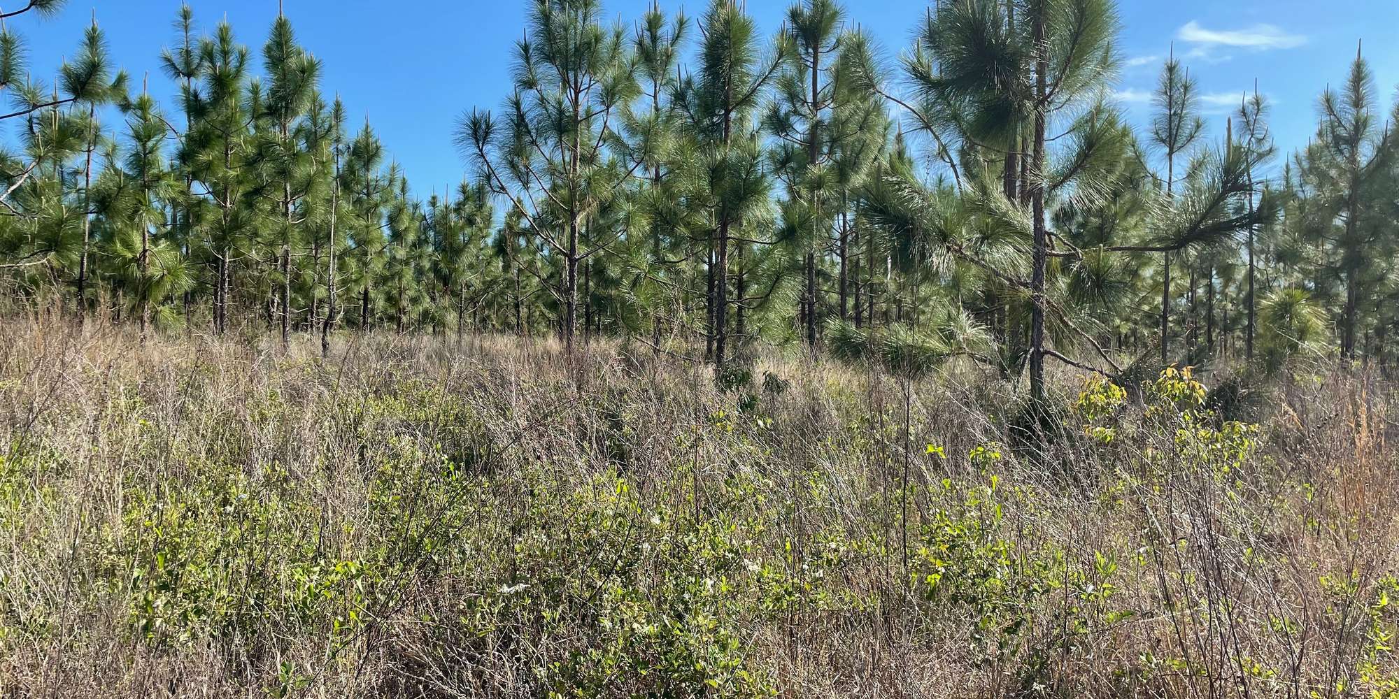 Second image to compare