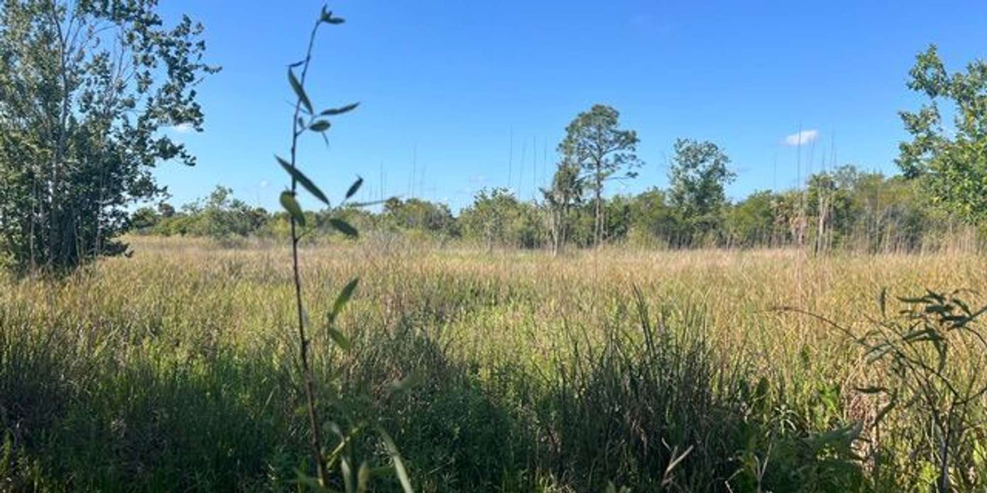 Second image to compare