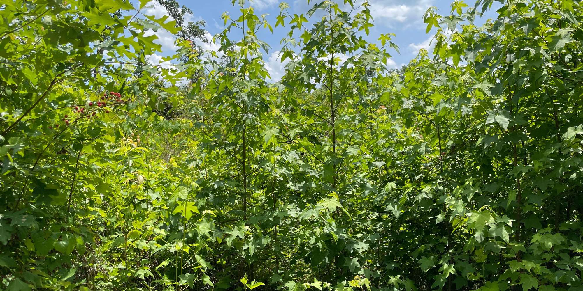 Second image to compare