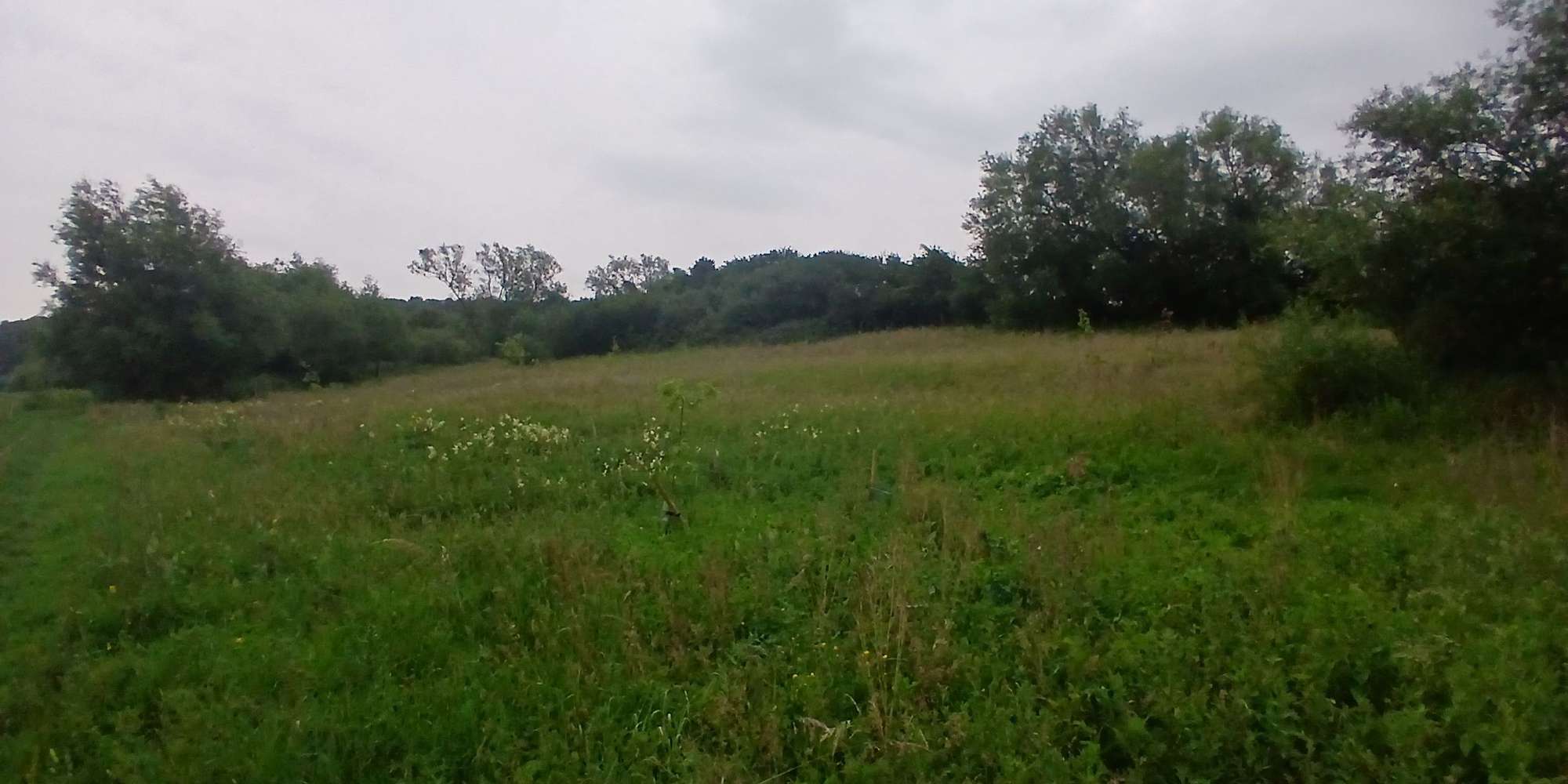 Second image to compare