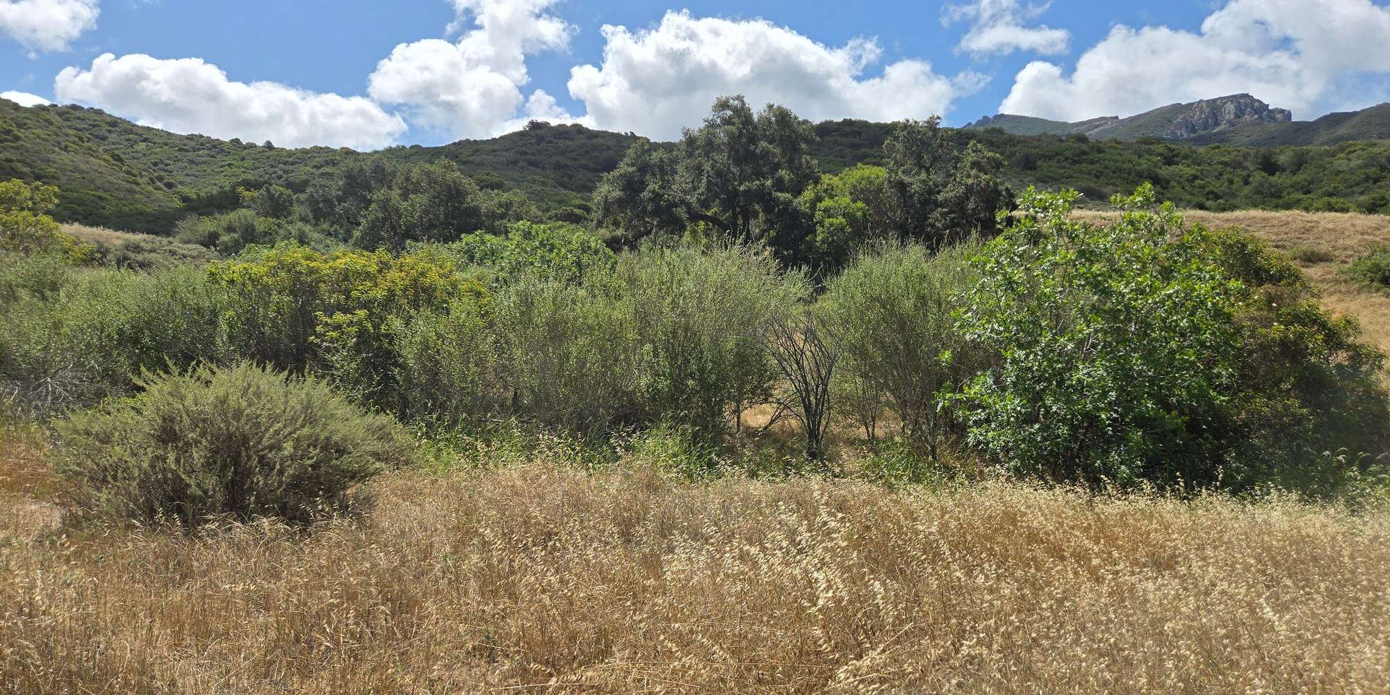 Second image to compare