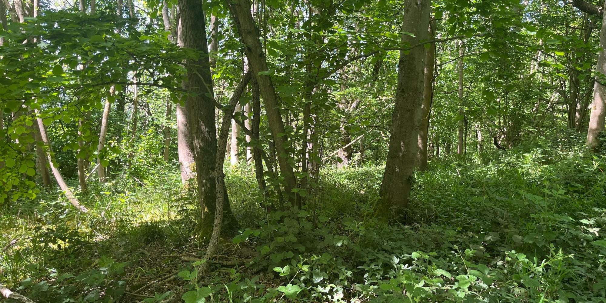 Second image to compare