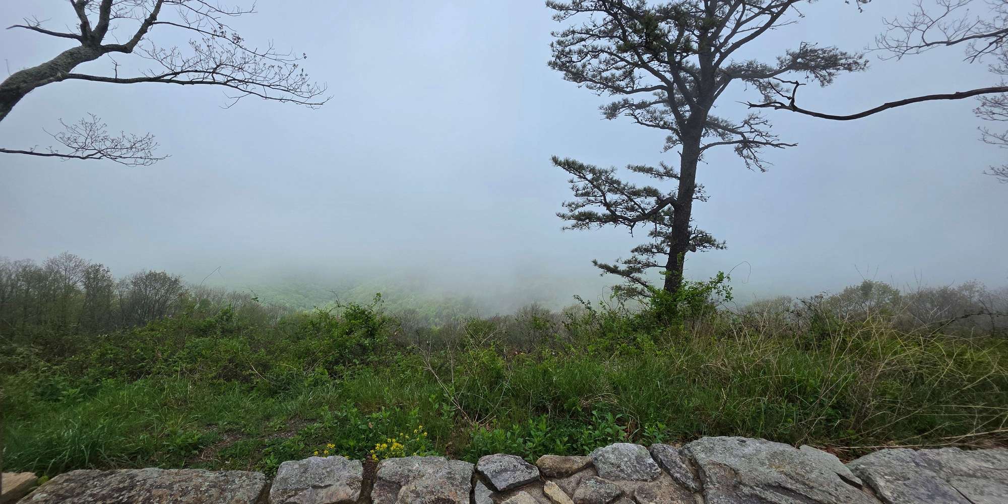 Second image to compare