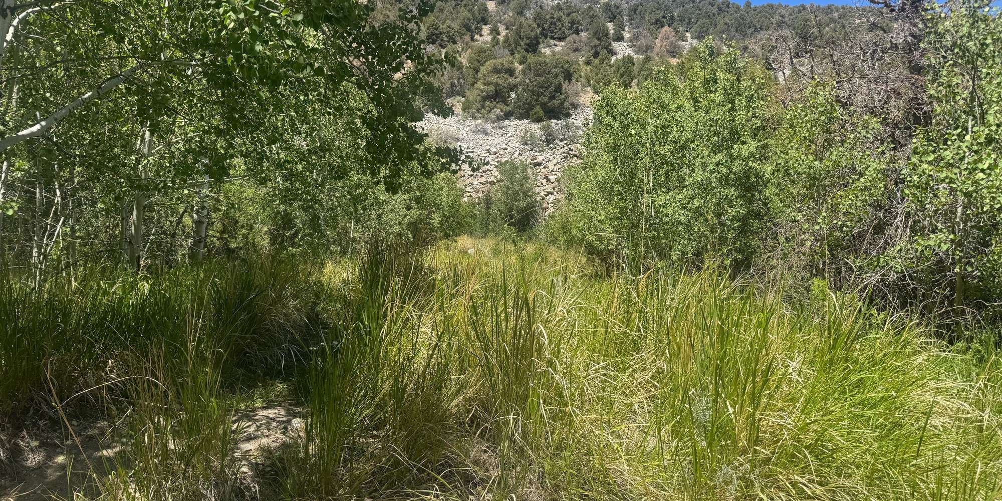 Second image to compare