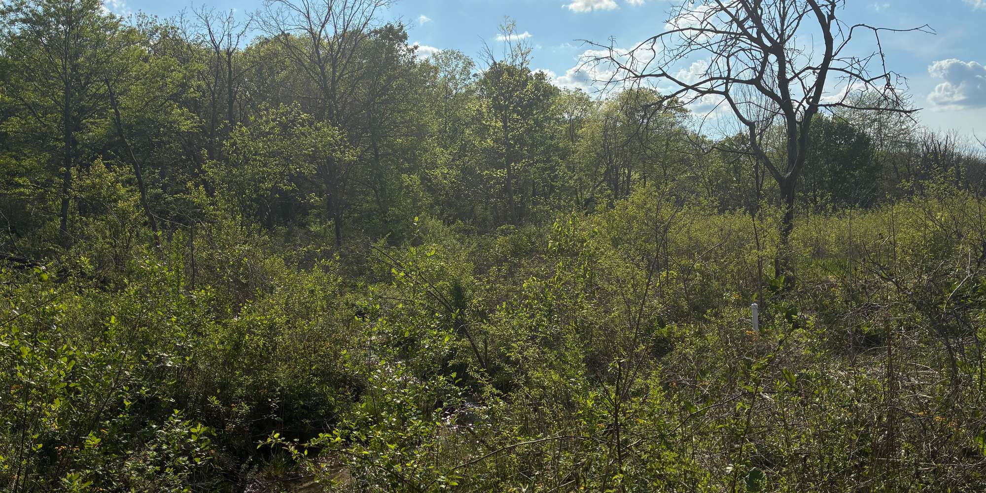 Second image to compare