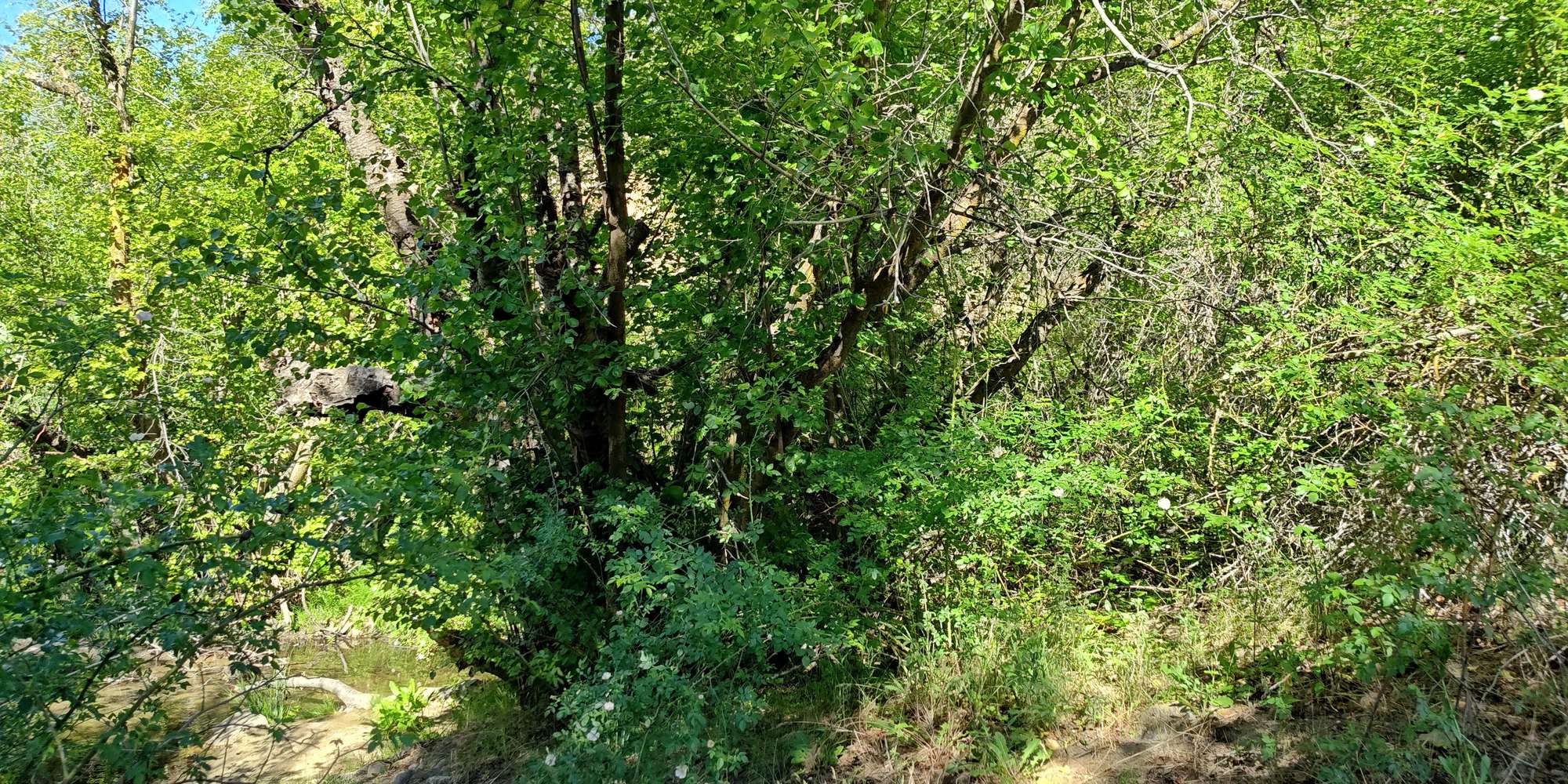 Second image to compare