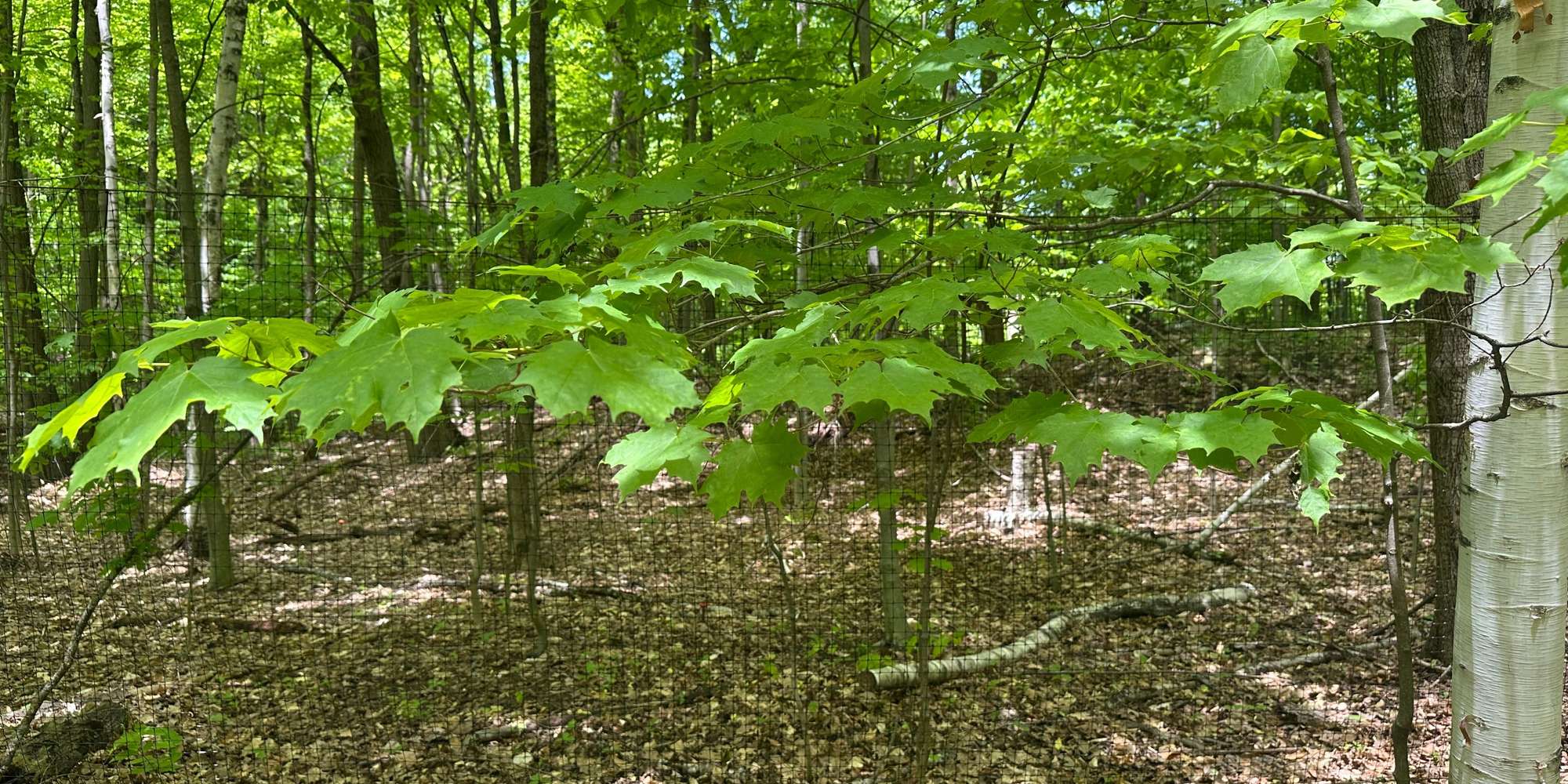 Second image to compare