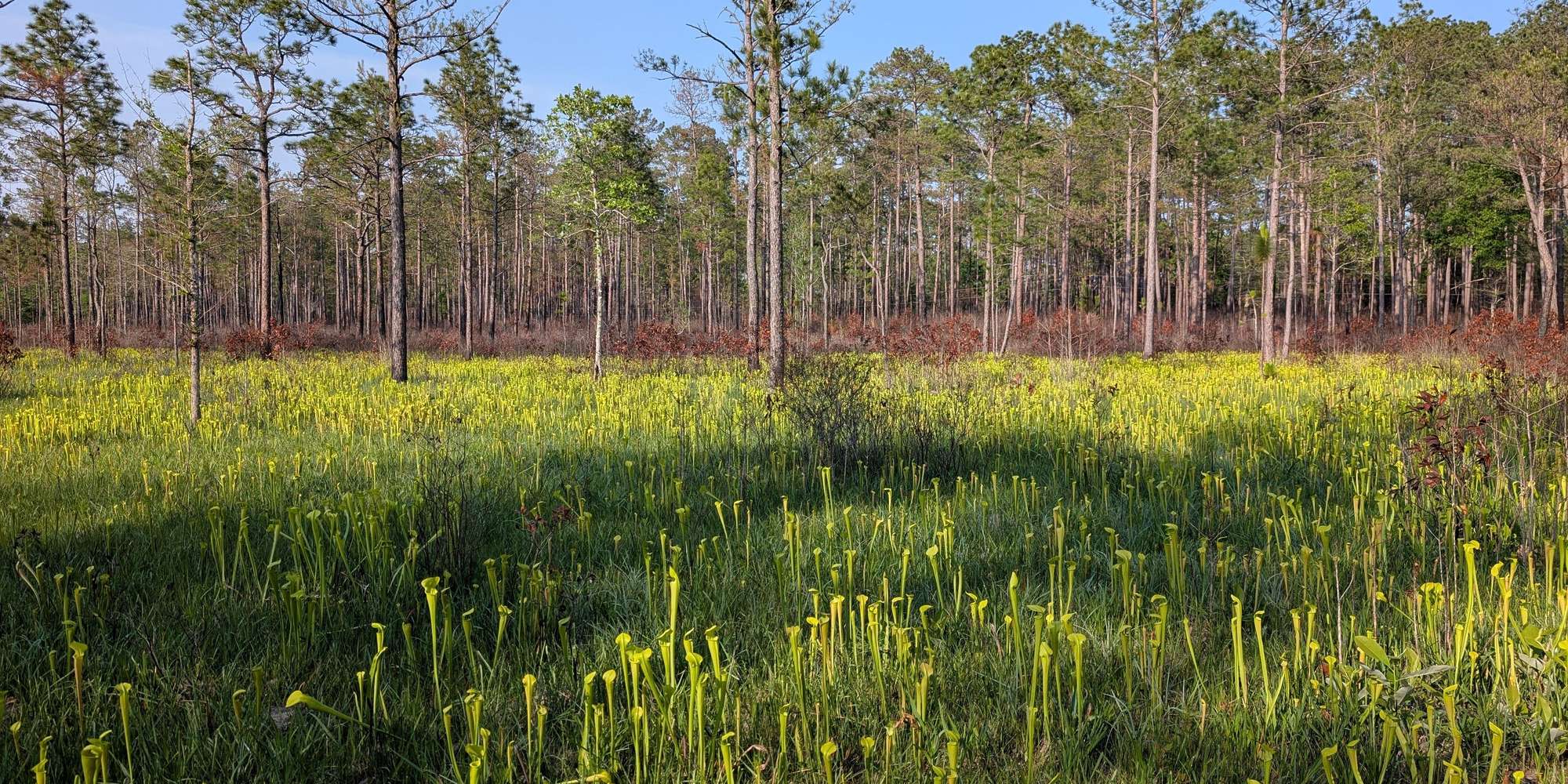 Second image to compare