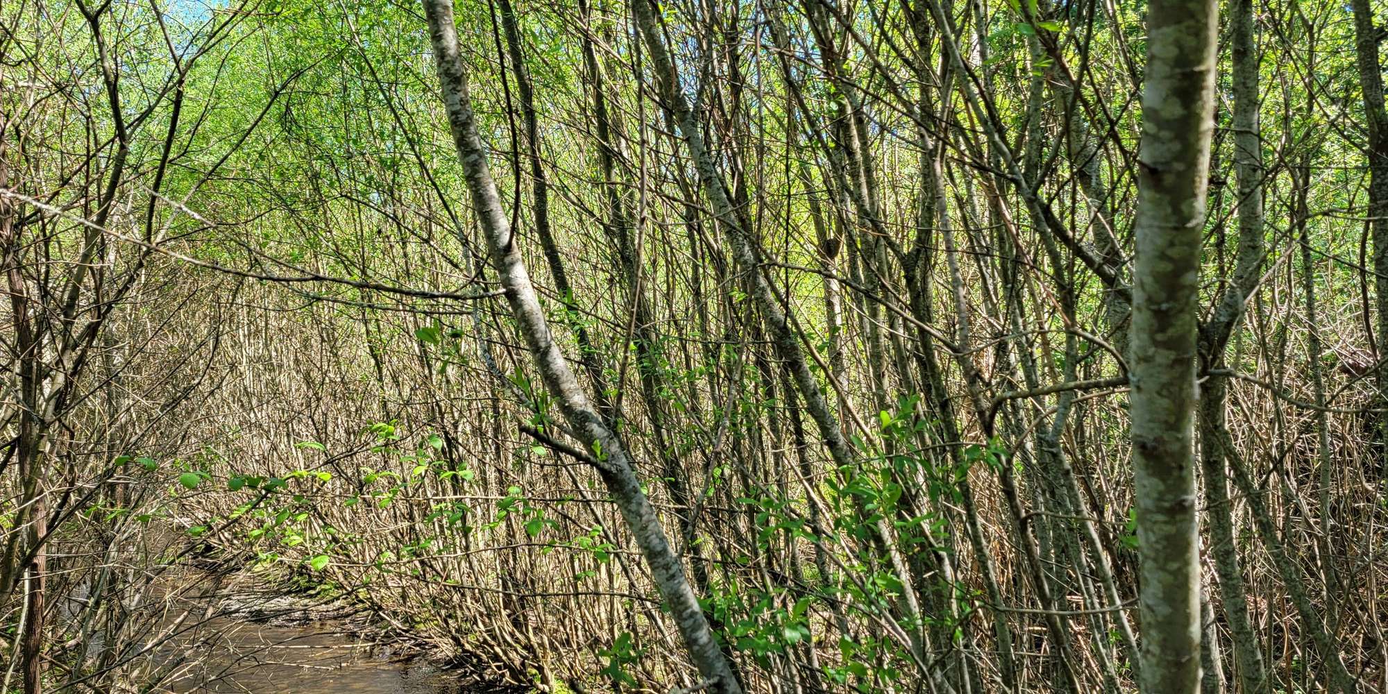 Second image to compare