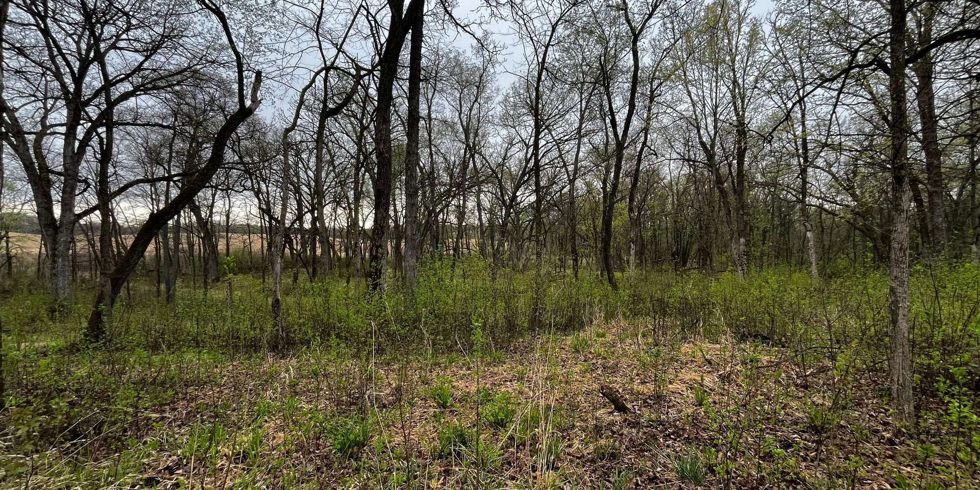 Second image to compare