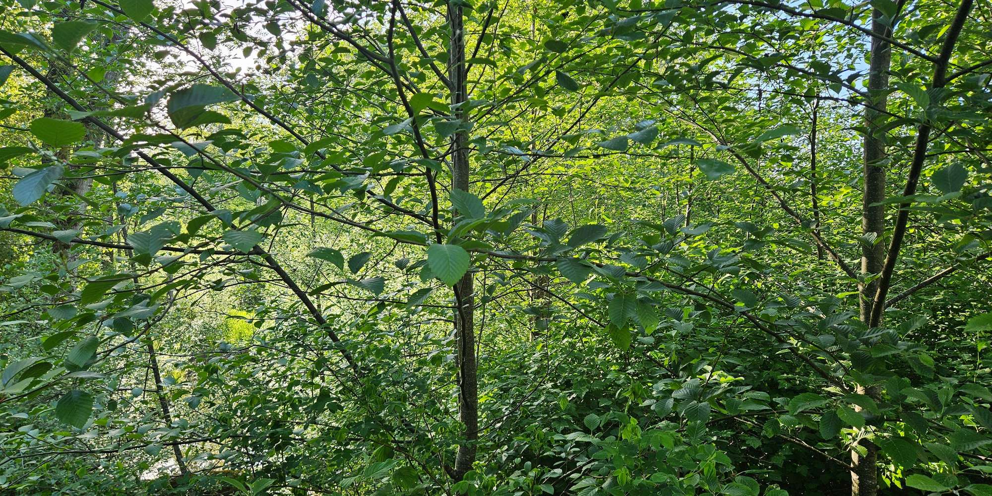 Second image to compare