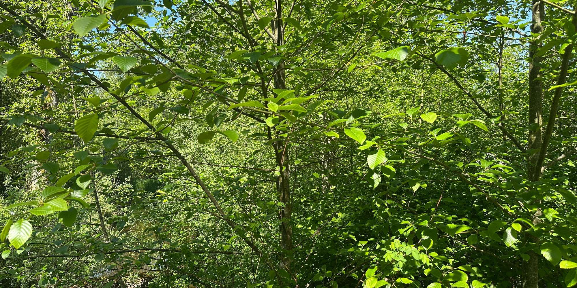 Second image to compare