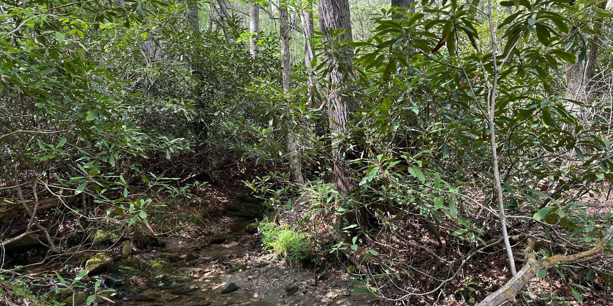 Second image to compare