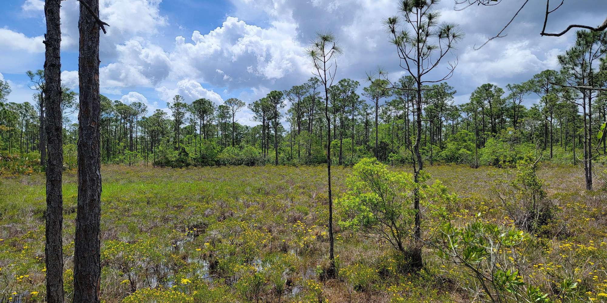 Second image to compare