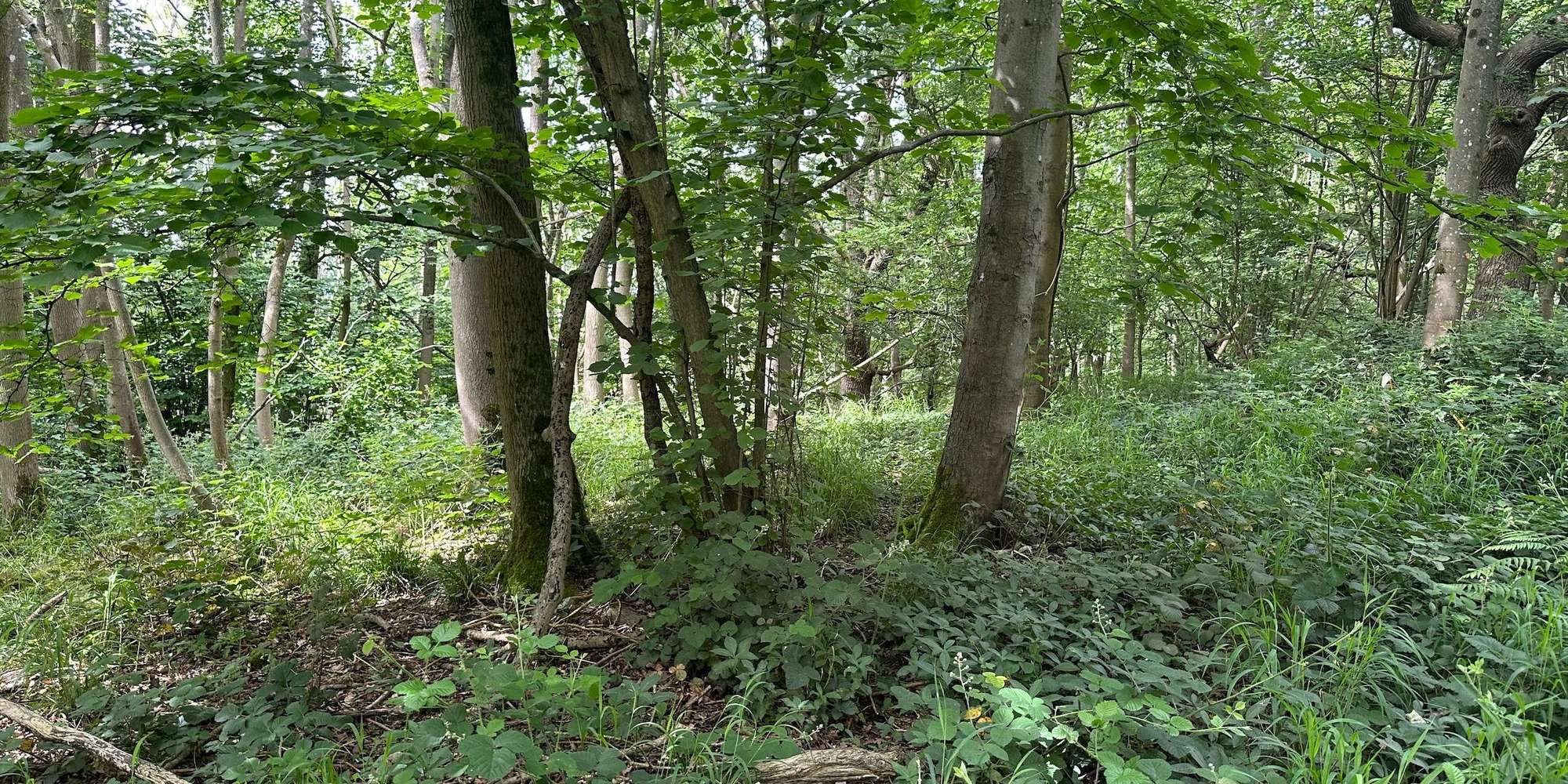 Second image to compare