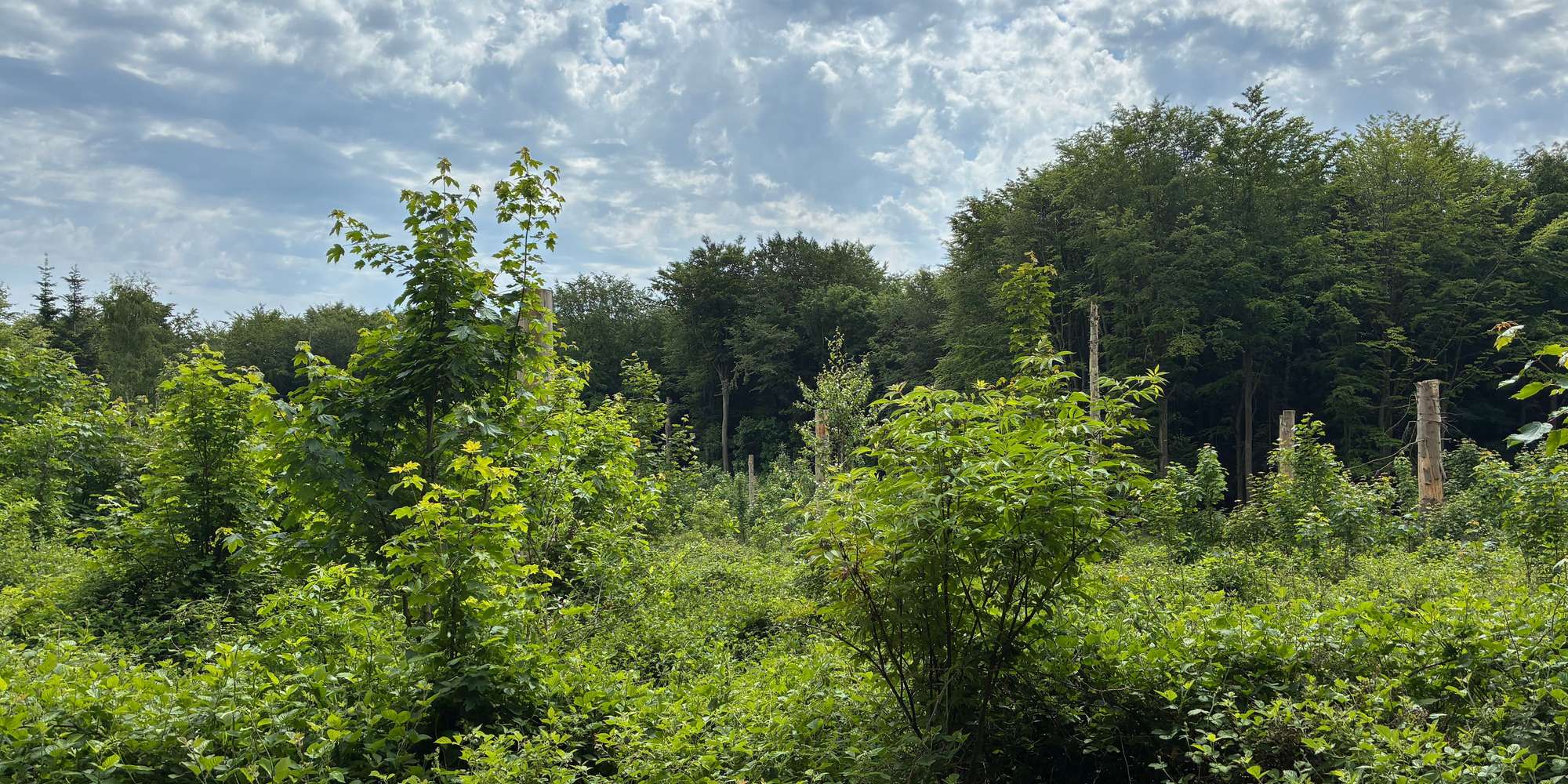 Second image to compare