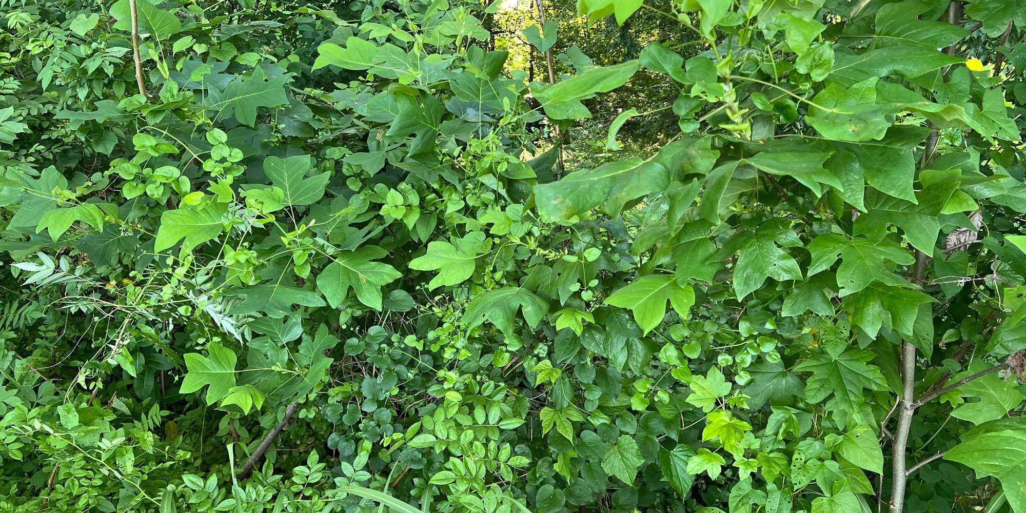 Second image to compare