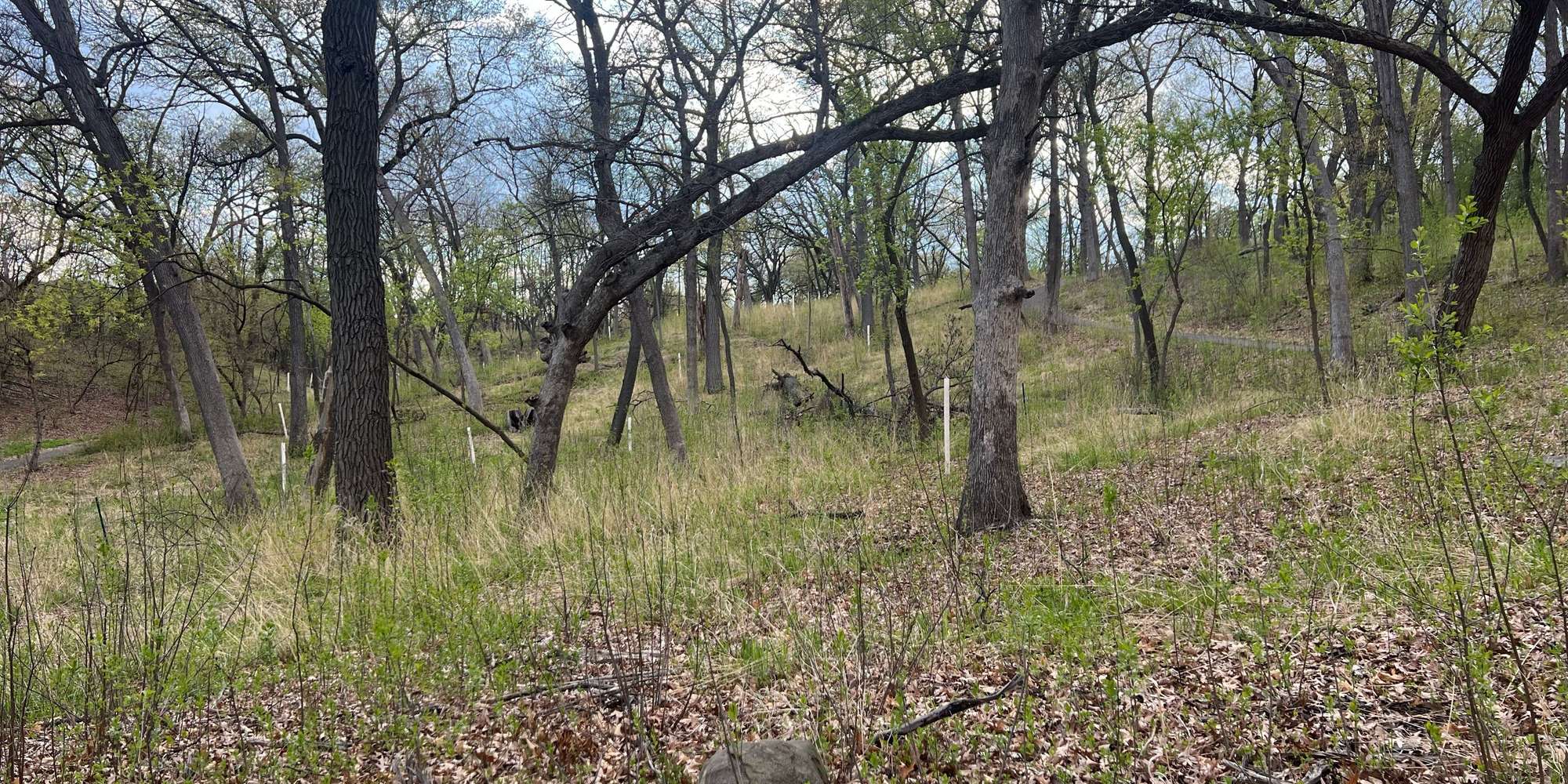 Second image to compare