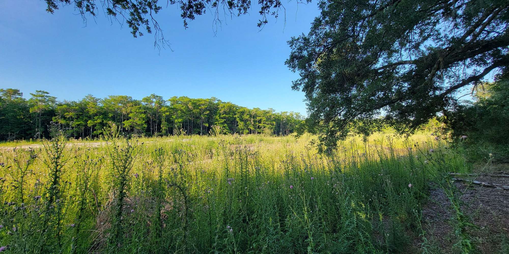 Second image to compare