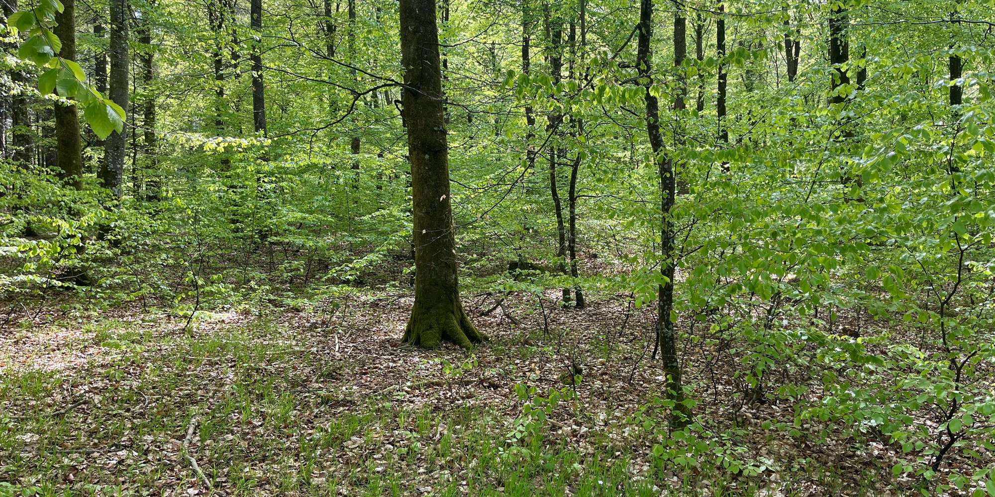 Second image to compare