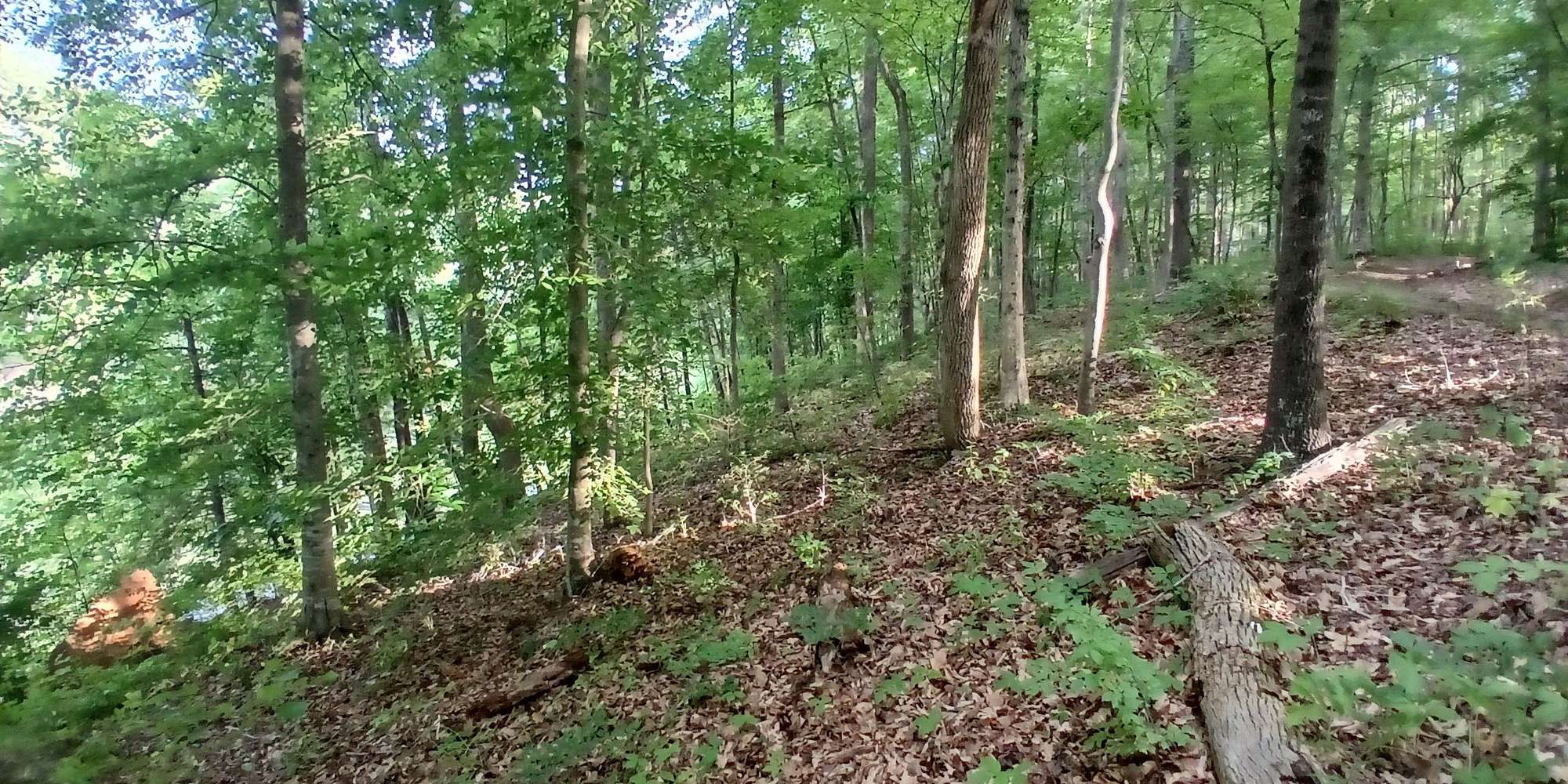 Second image to compare