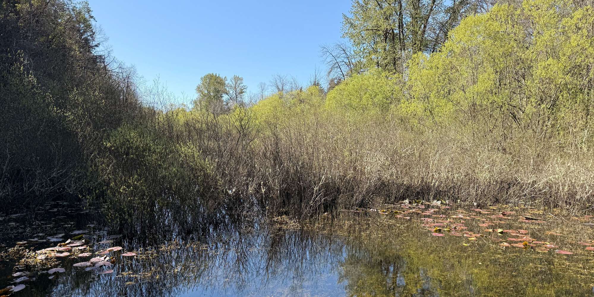 Second image to compare