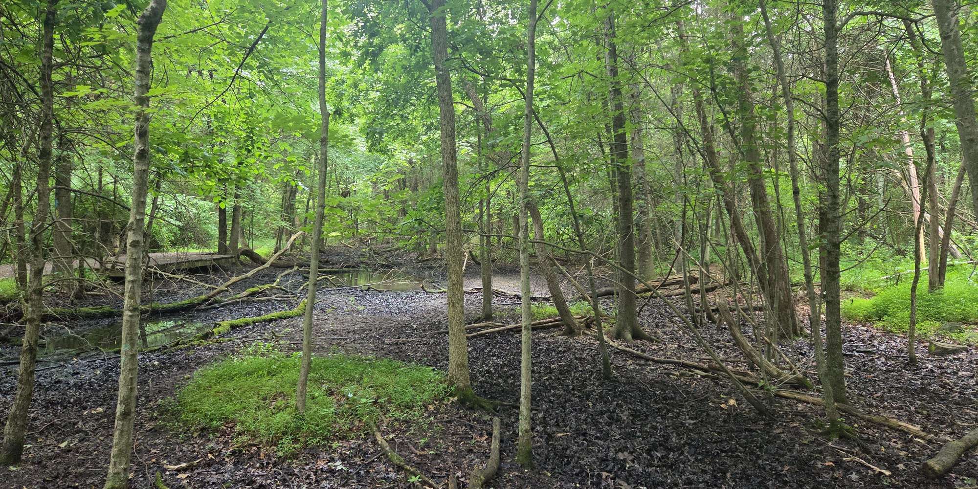 Second image to compare