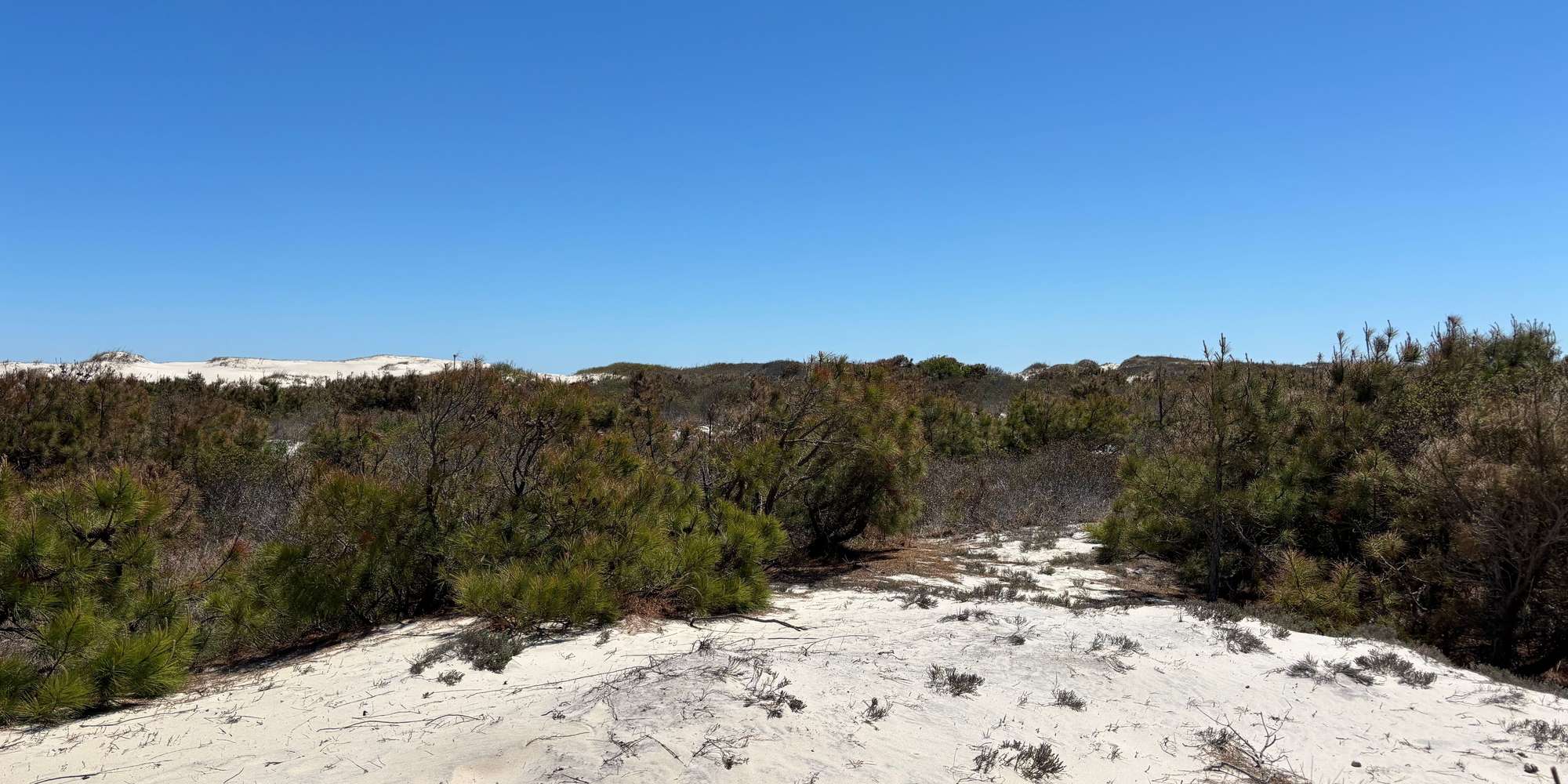 Second image to compare