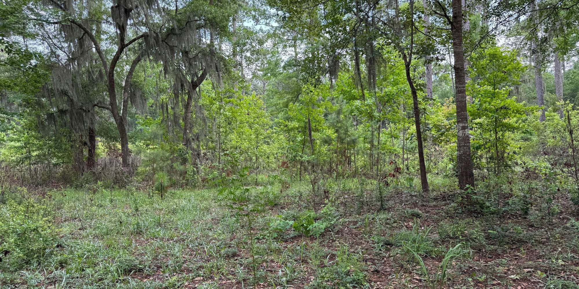 Second image to compare