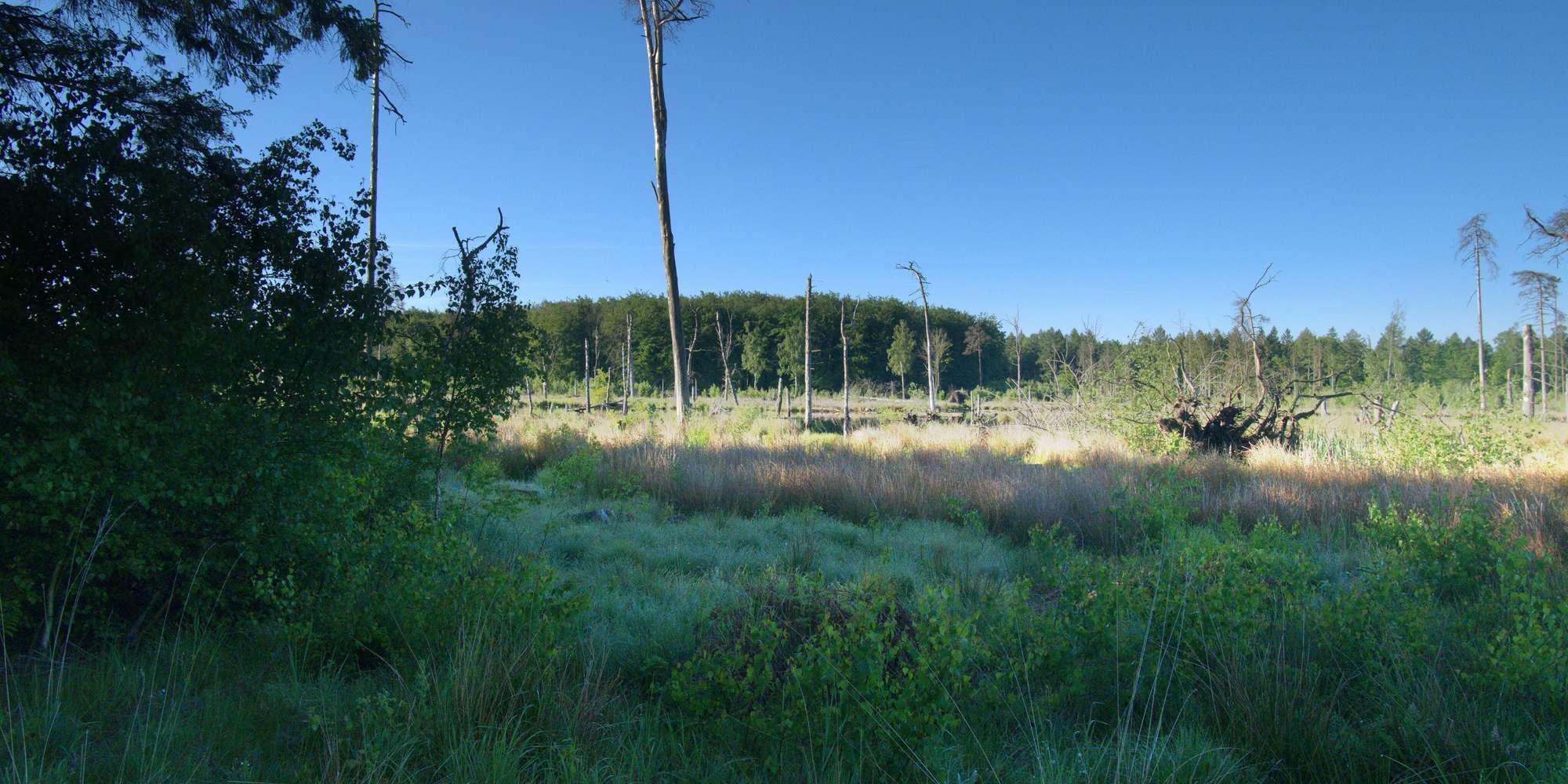 Second image to compare