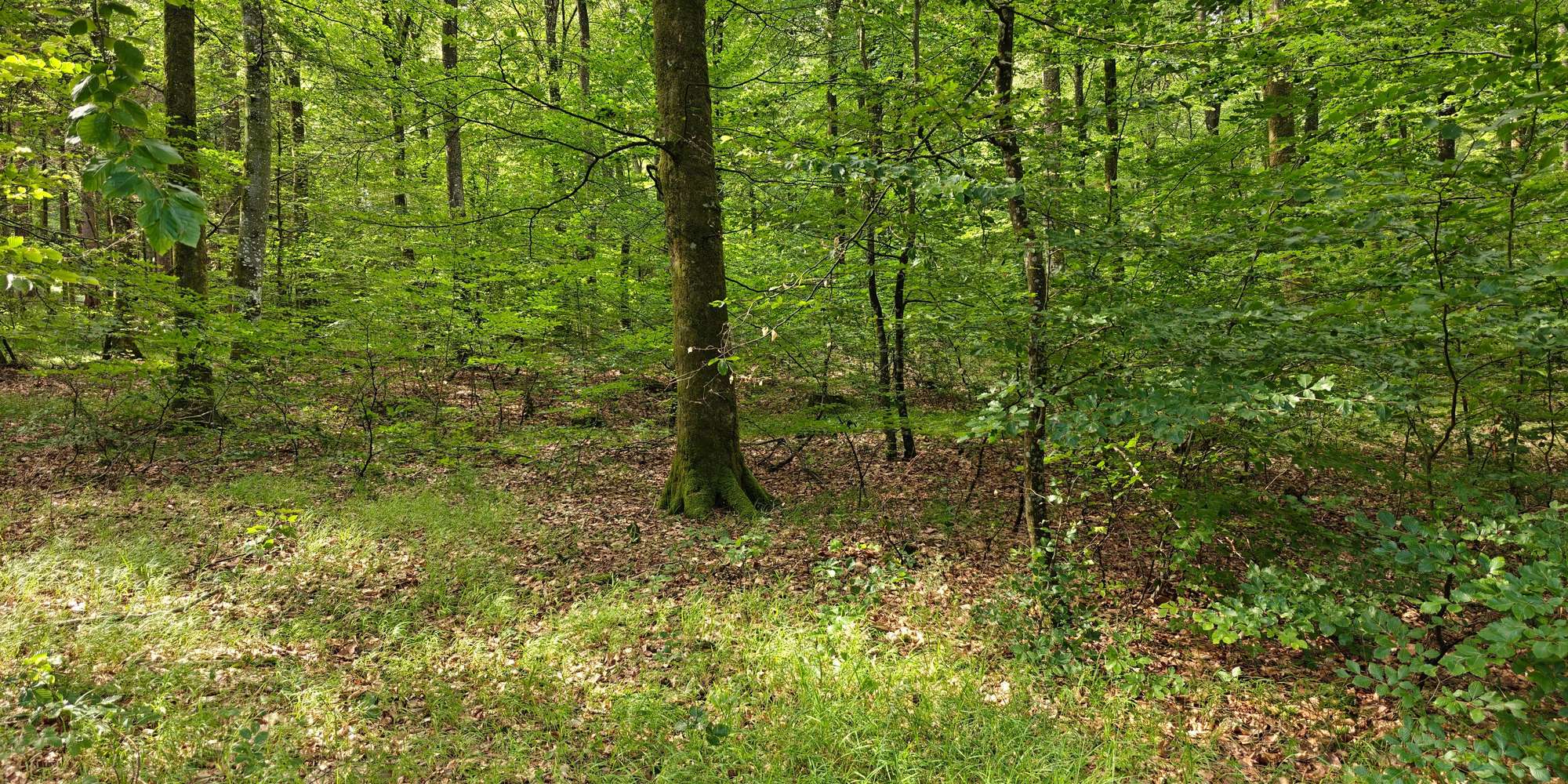 Second image to compare